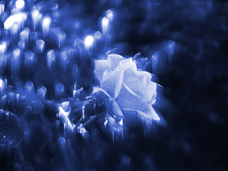 Frozen Rose with Icicles