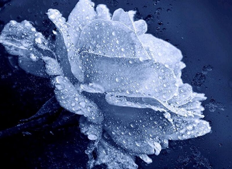 Frozen Rose with Water Droplets