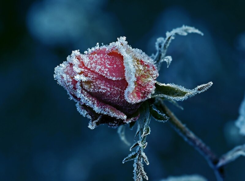 Frozen Rosebud