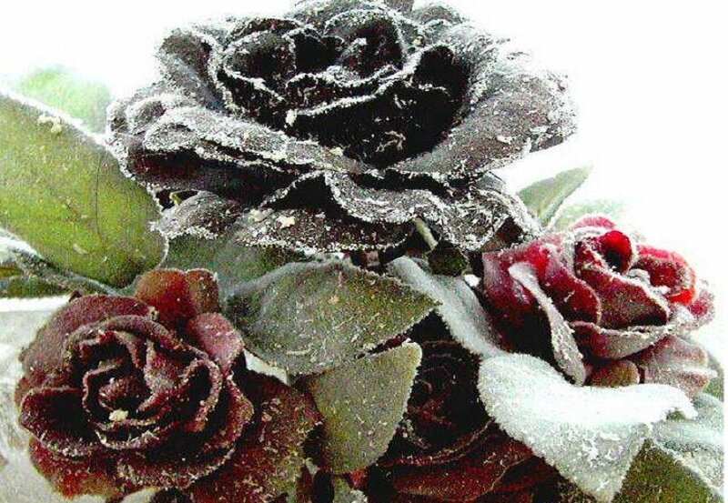 Frozen Roses and Leaves