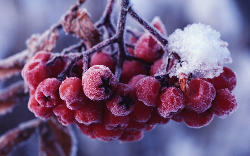 Frozen Rowan Berries