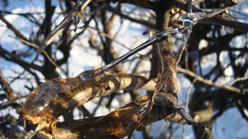 Frozen sap on tree branches