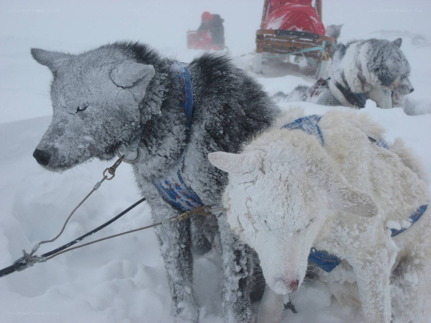 frozen sled dogs in snow