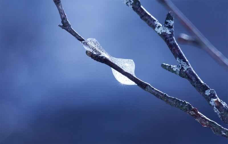 Frozen Spider Web on Branch