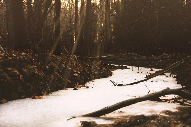 Frozen Stream in Forest — Brown, Serene