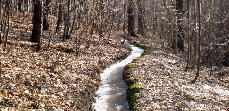 Frozen Stream in Forest — Brown