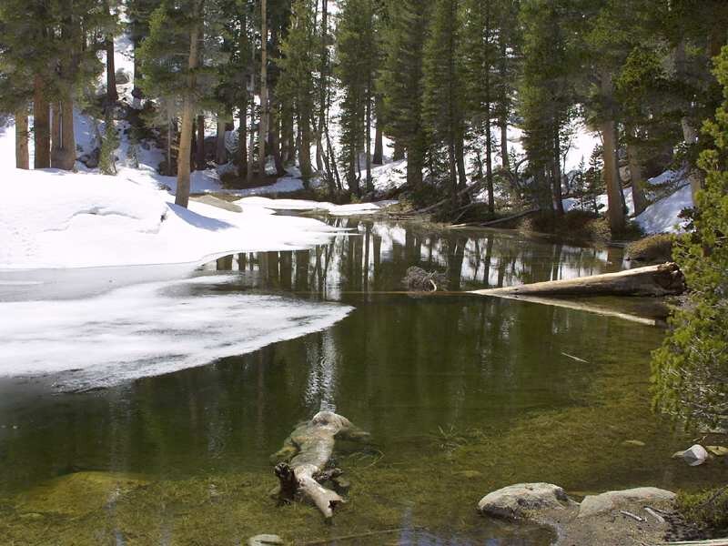 Frozen Stream in Forest — Green