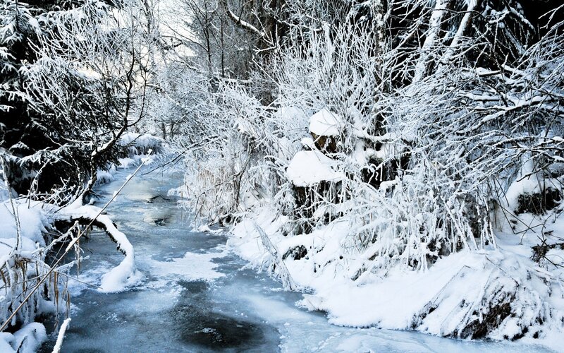 Frozen Stream in Forest — White