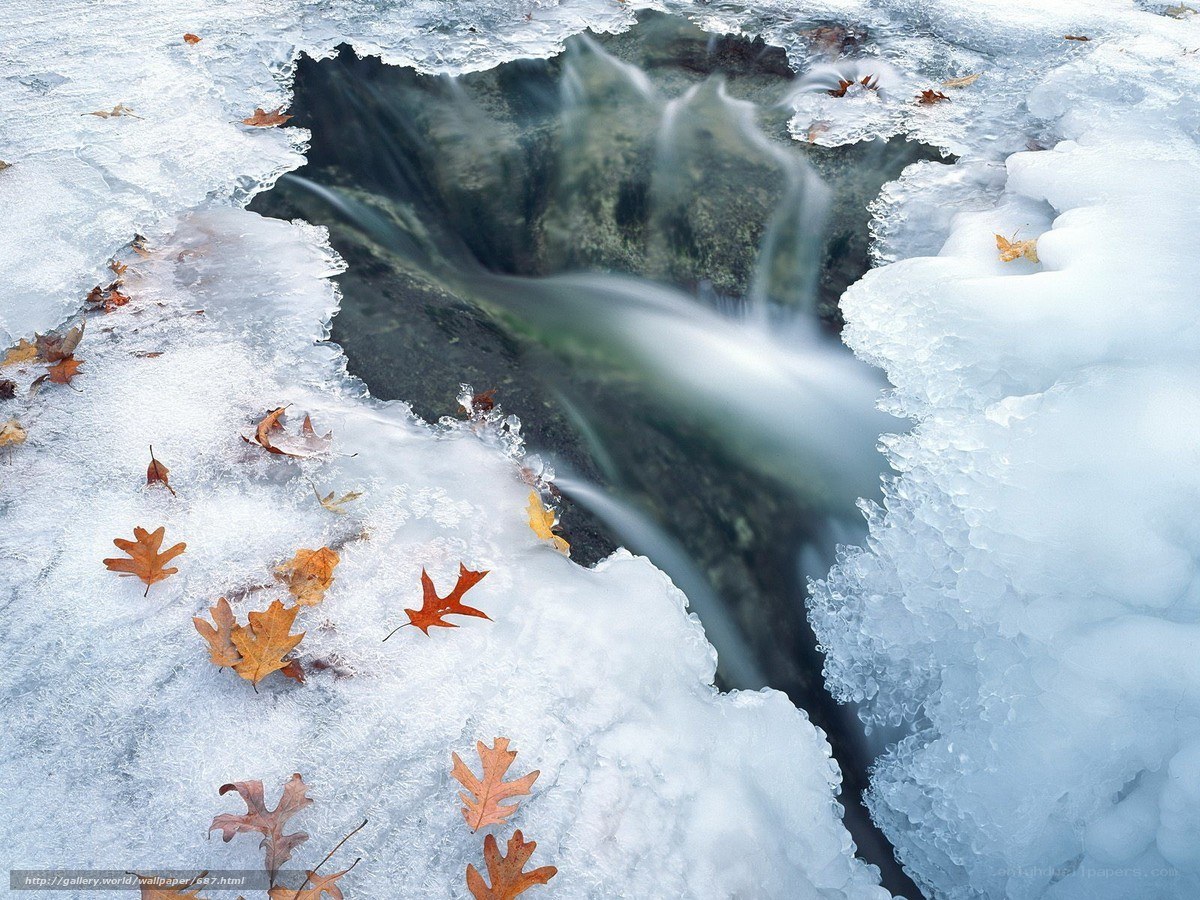 Frozen Stream with Autumn Leaves