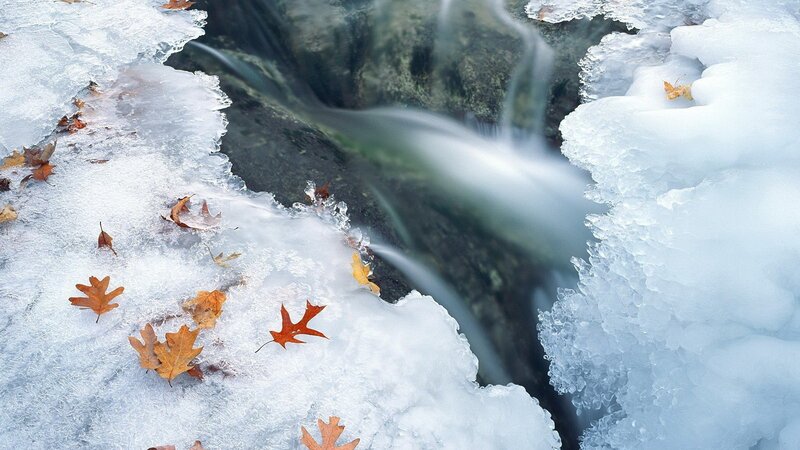 Frozen Stream with Leaves