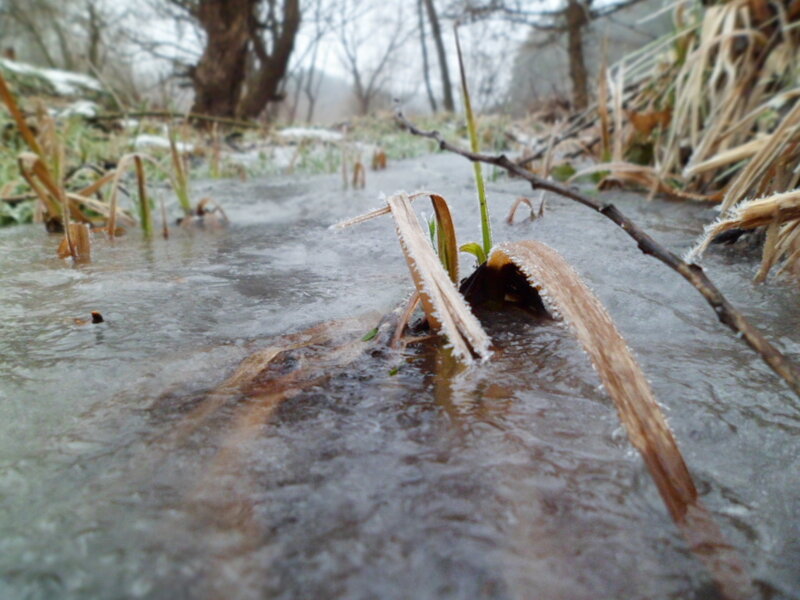 Frozen Stream with Plants