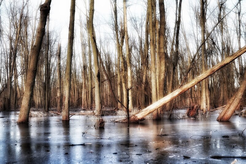 Frozen Swamp Forest