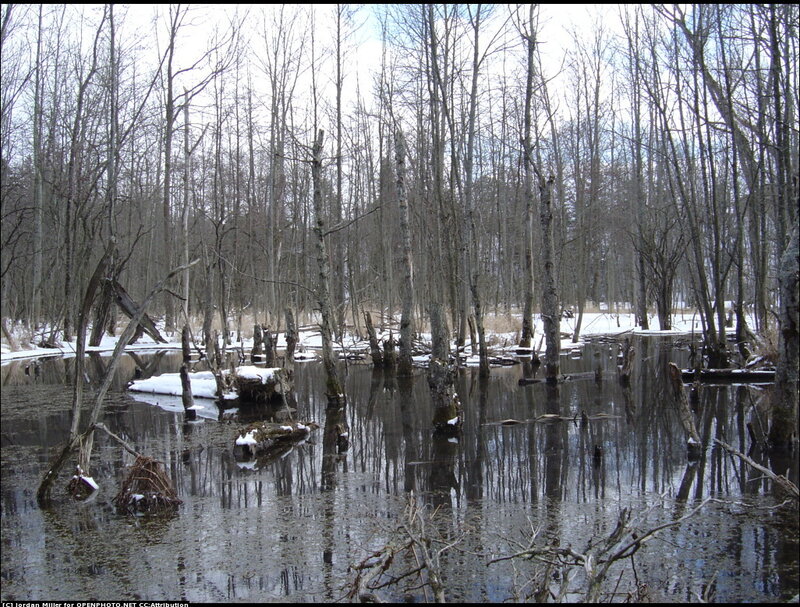 Frozen Swamp with Dead Trees — Gray