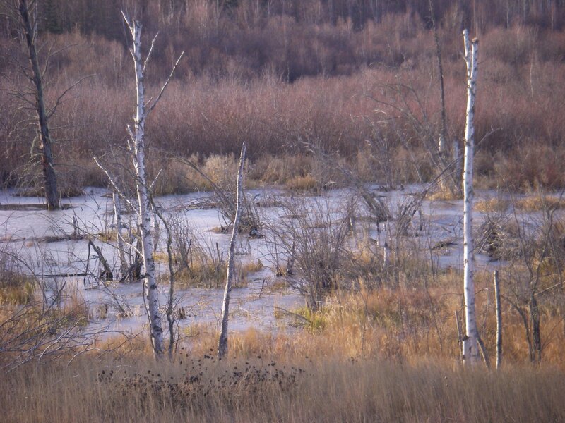 frozen swamp with dead trees