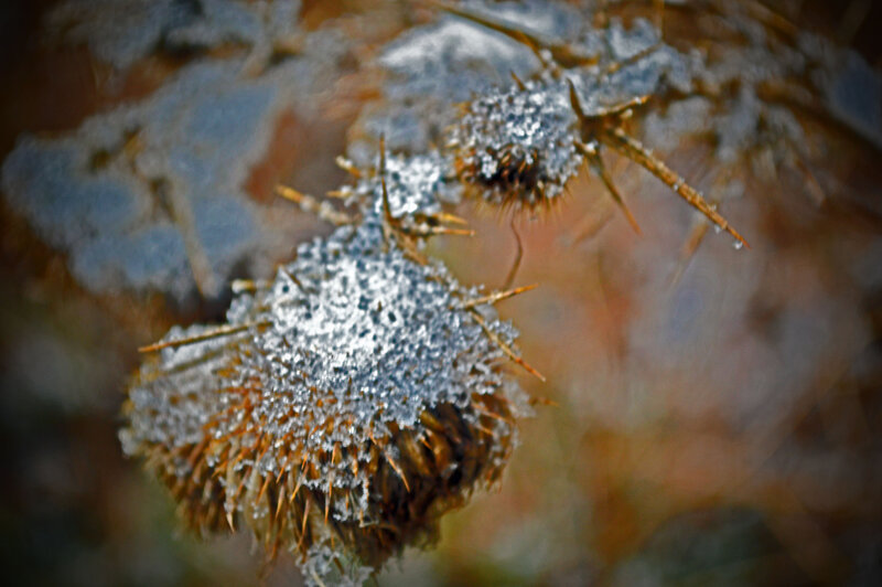 Frozen Thistle Heads