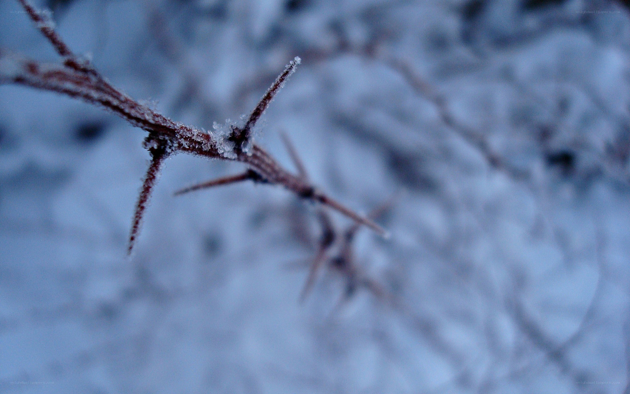 frozen thorny branch