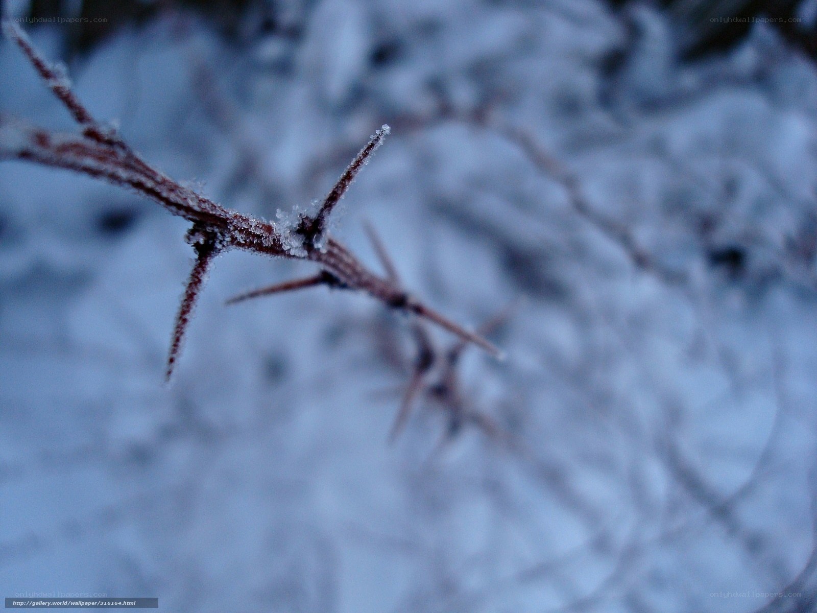 frozen thorny branch