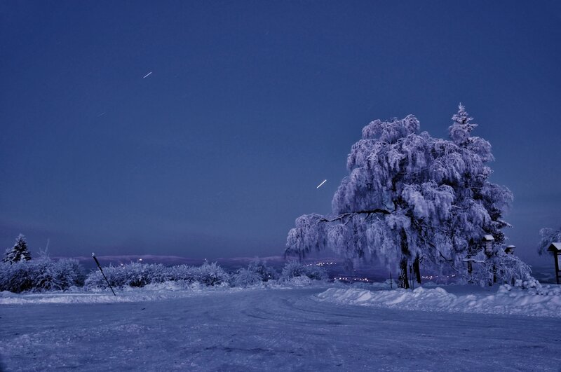 frozen tree at dusk