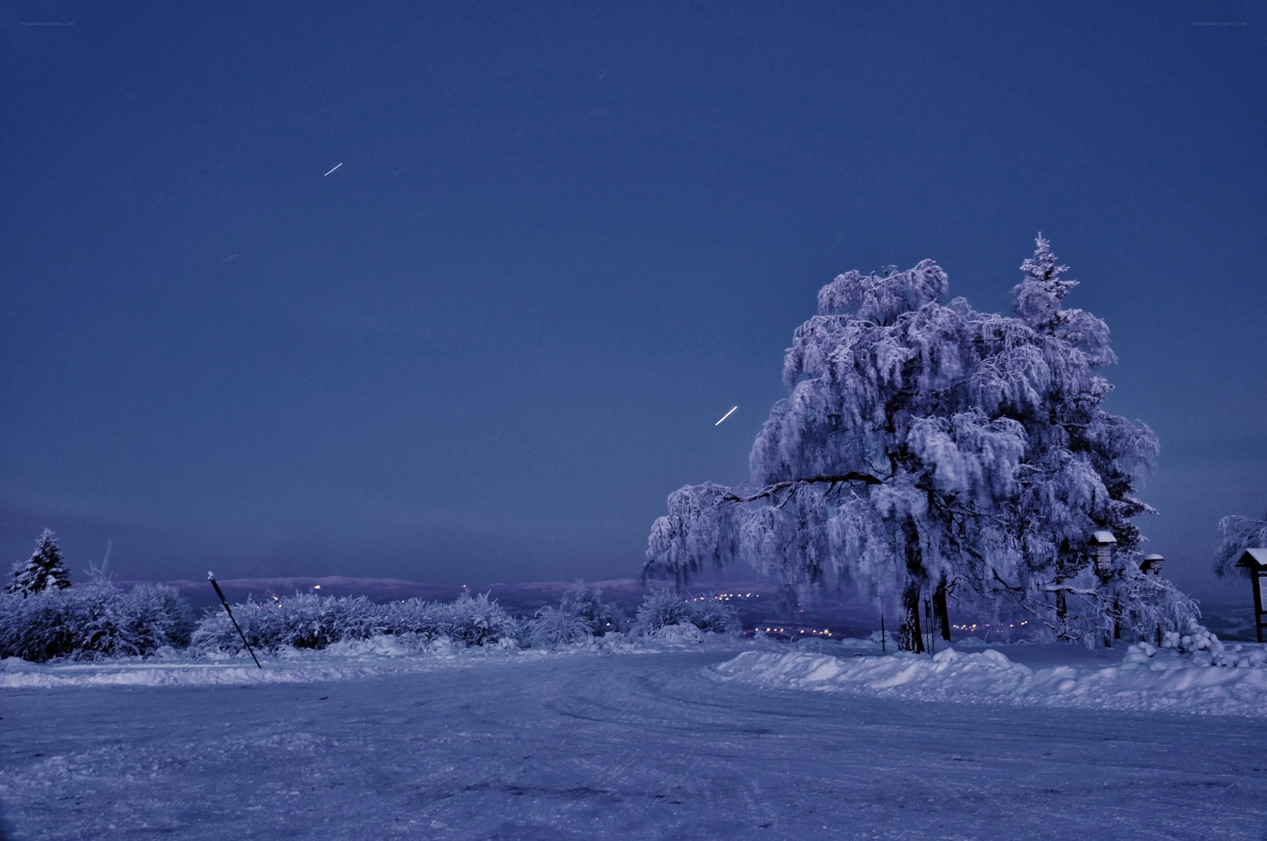 frozen tree at dusk