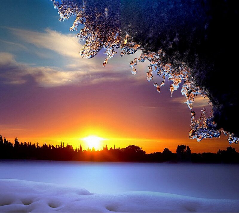 Frozen Tree Branch — Orange, Serene