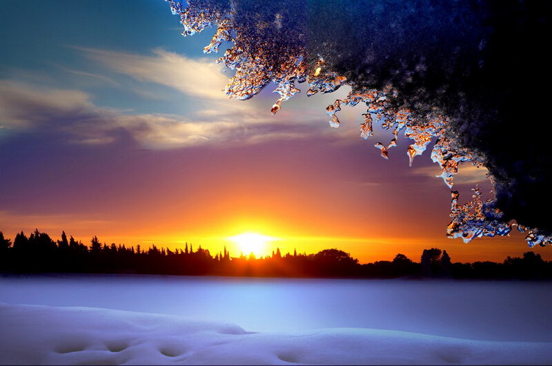 Frozen Tree Branch — Orange