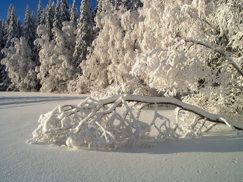 Frozen Tree Branch