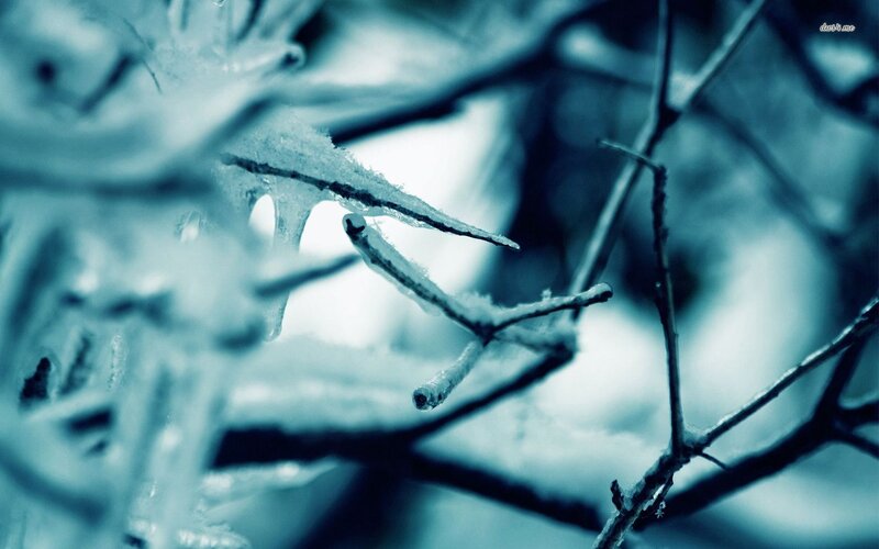 Frozen Tree Branches — Blue, Cold