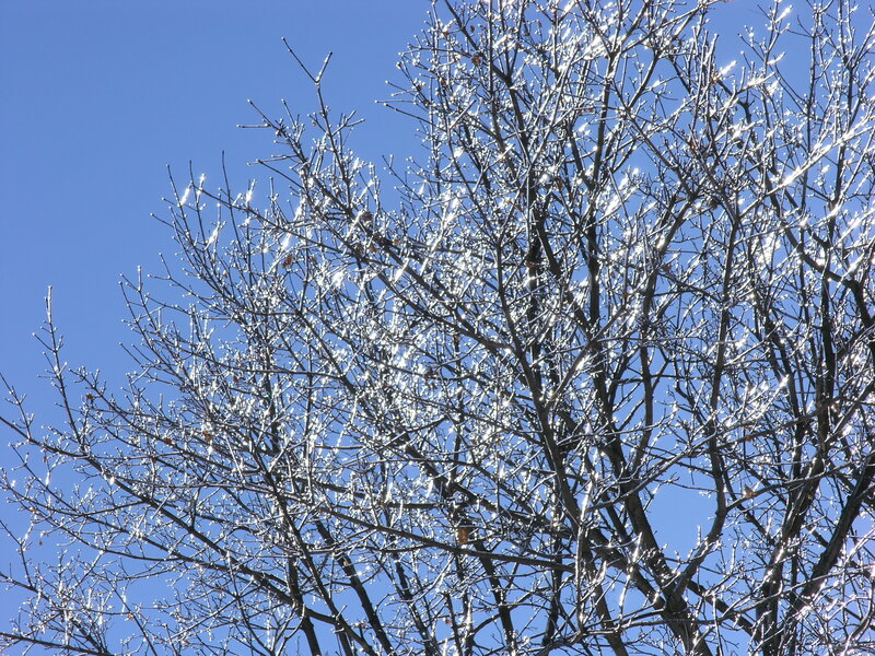 Frozen Tree Branches — Blue