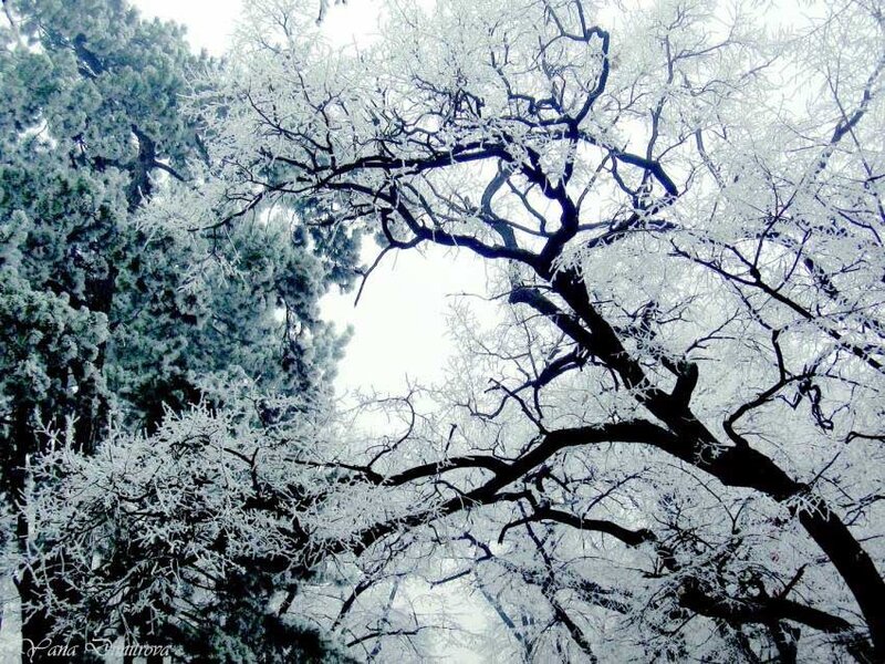 frozen tree branches in winter