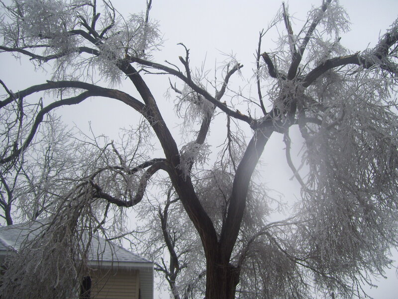 frozen tree branches