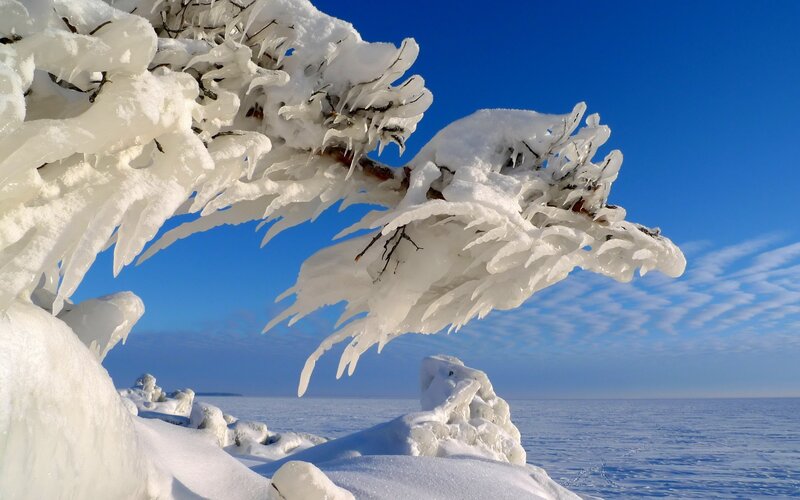 Frozen Tree Branches — White, Cold, Winter, Photograph, Ice, Snow