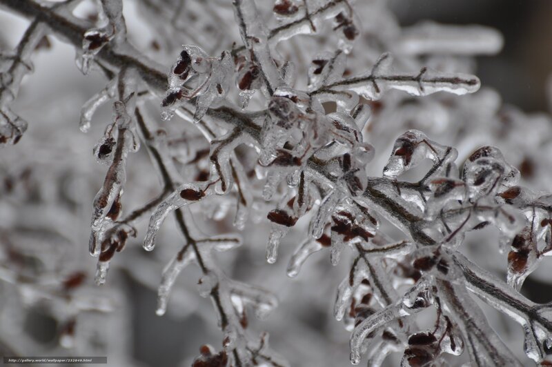 Frozen Tree Branches — White, Cold, Winter, Photograph, Ice