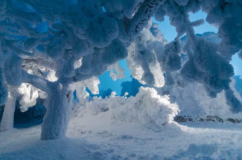 Frozen Tree Branches — White, Cold, Winter, Photograph, Snow