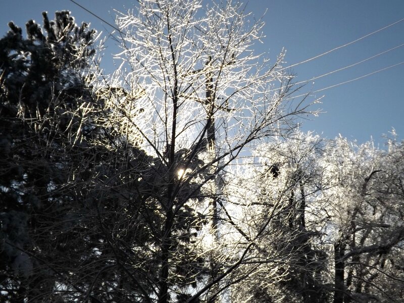 Frozen Tree Branches — White, Cold, Winter, Photograph