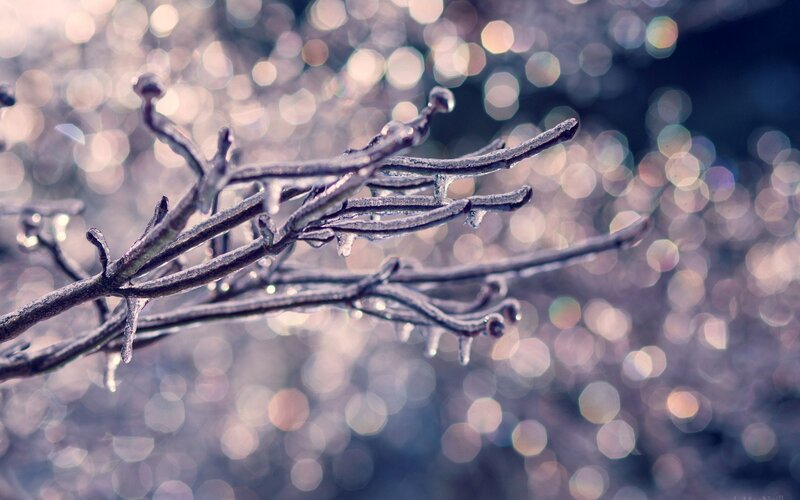 Frozen Tree Branches — White, Cold, Winter