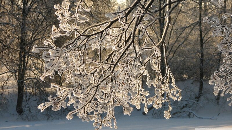 Frozen Tree Branches — White, Serene
