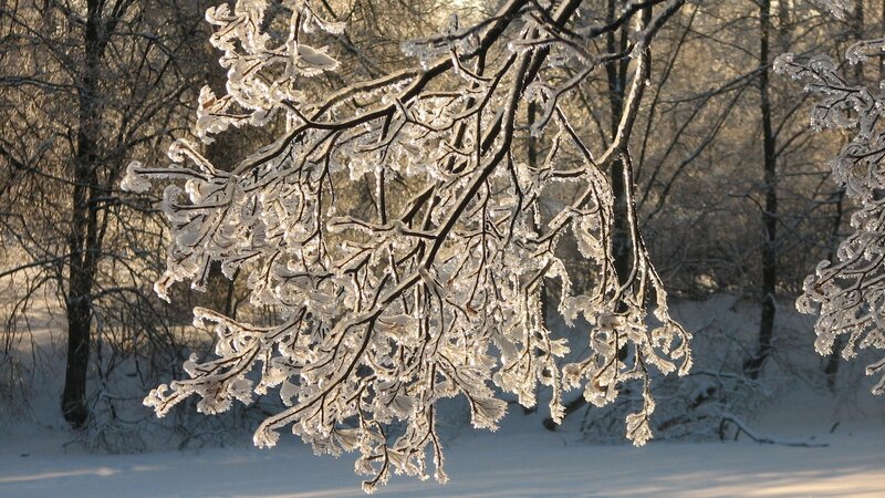 Frozen Tree Branches — White, Serene, Winter