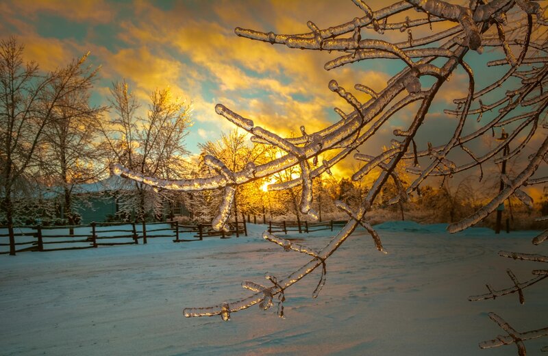 Frozen Tree Branches — Yellow, Dramatic