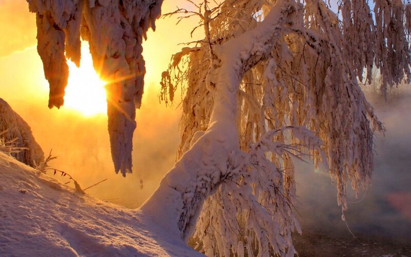 Frozen Tree Branches — Yellow, Dramatic, Winter