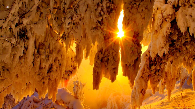 Frozen Tree Branches — Yellow