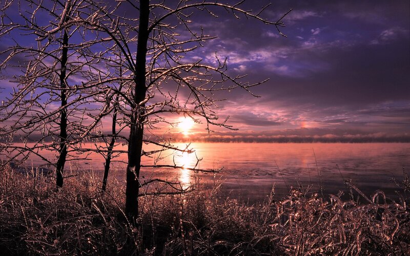 Frozen Tree by Lake