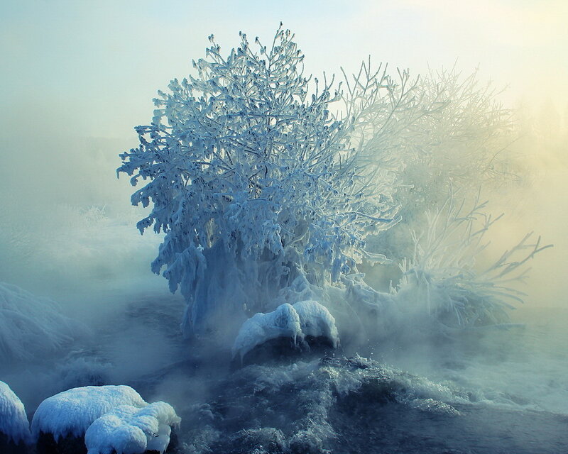 Frozen Tree in Mist