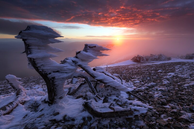 Frozen Tree in Snow — Red