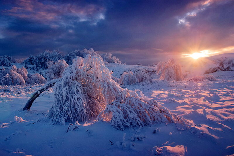 Frozen Tree in Snow