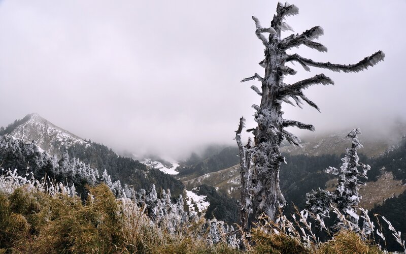 frozen tree in snowy mountains
