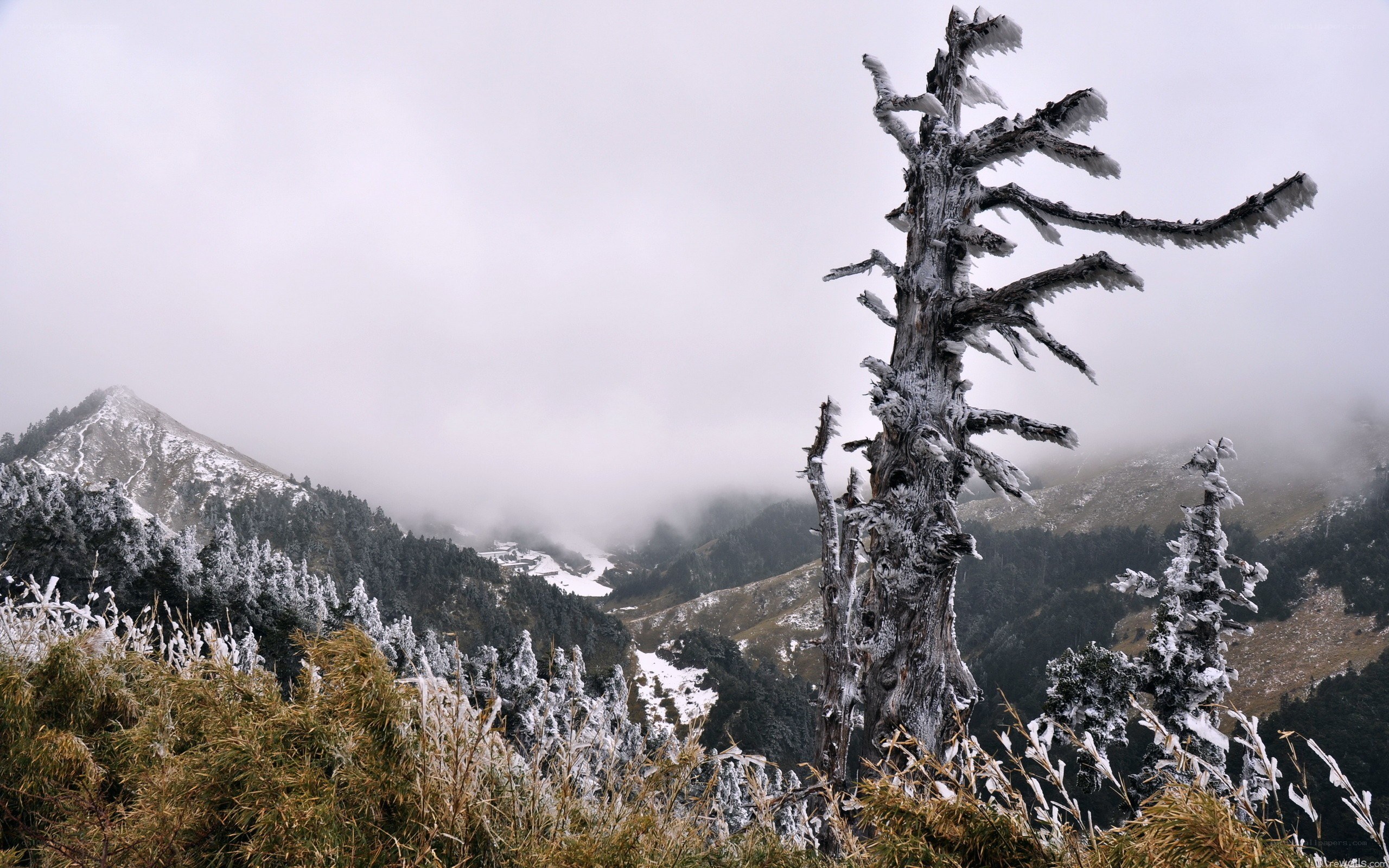 frozen tree in snowy mountains