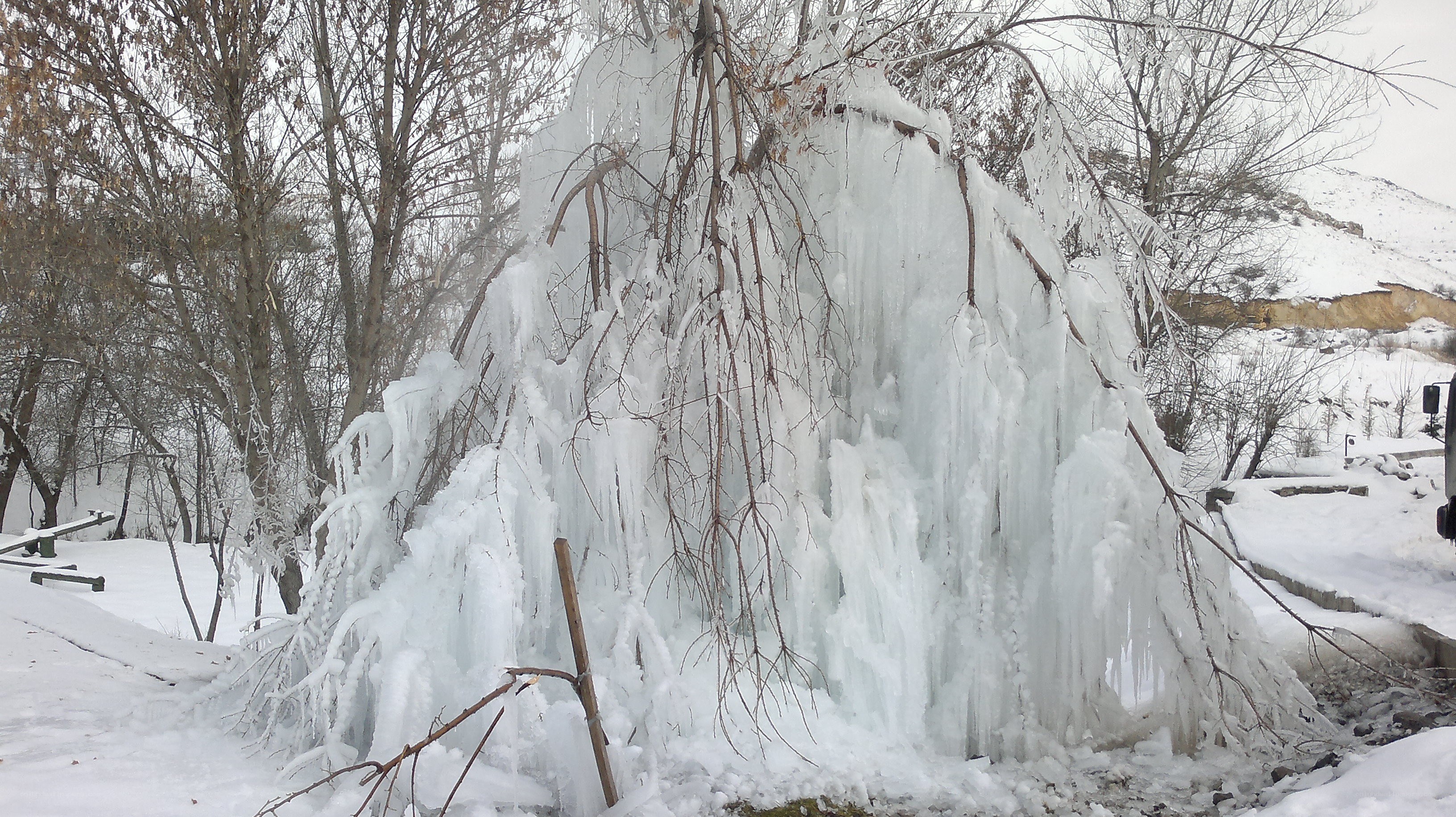 Frozen tree in winter