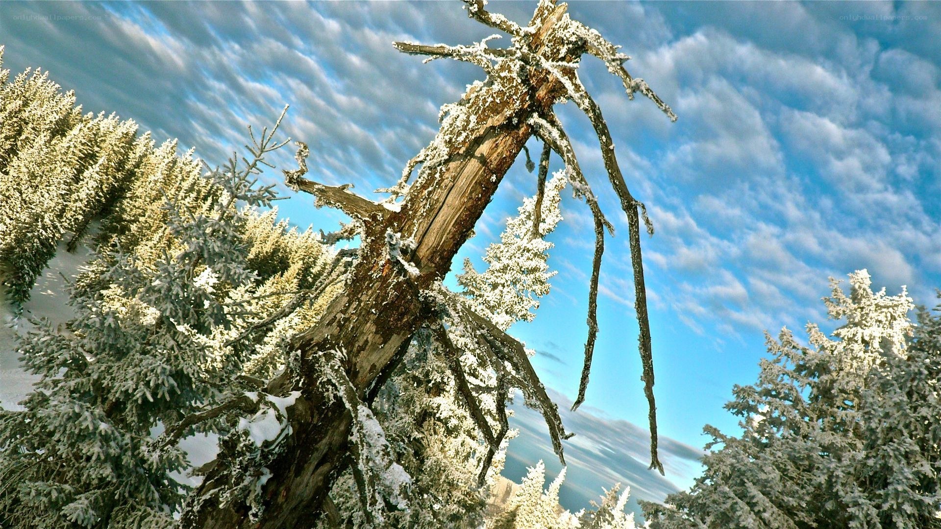 frozen tree in winter landscape