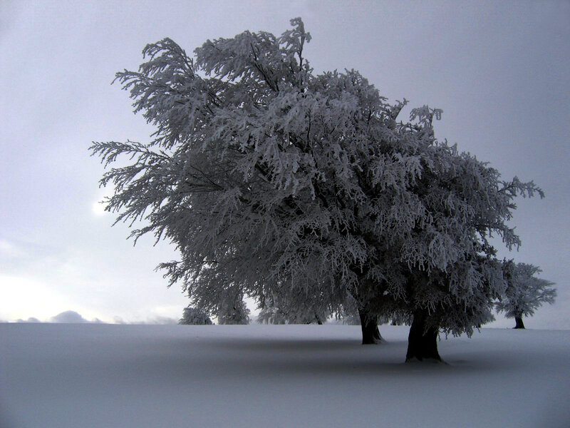 frozen tree in winter landscape