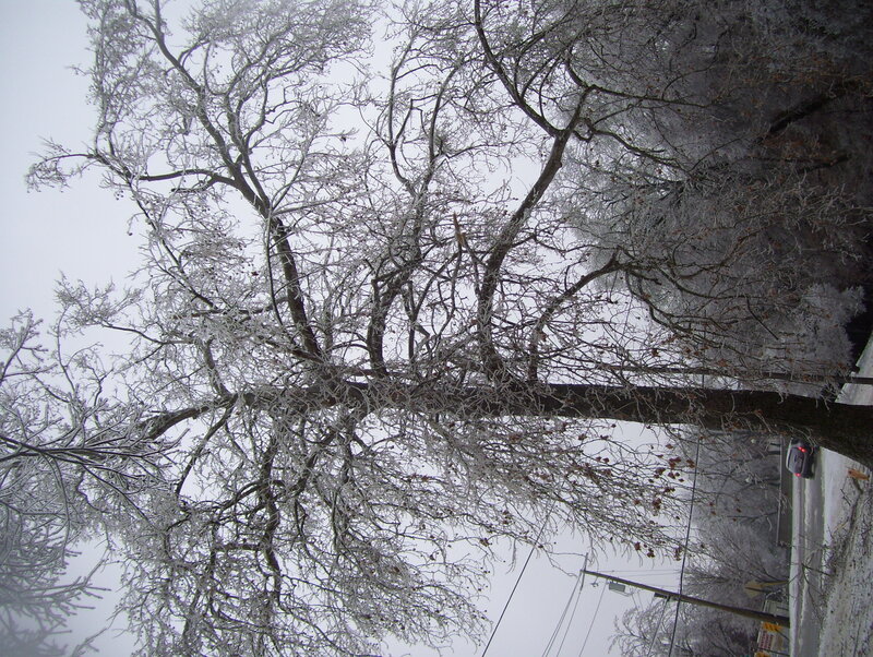 frozen tree in winter